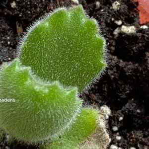 Succulent Bear claws